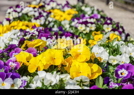 Begonia colorés et primevères fleurs du jardin Banque D'Images