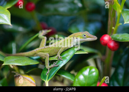 Les jeunes anole vert (lézard Anolis carolinensis) en se cachant dans le jardin d'arbustes Banque D'Images