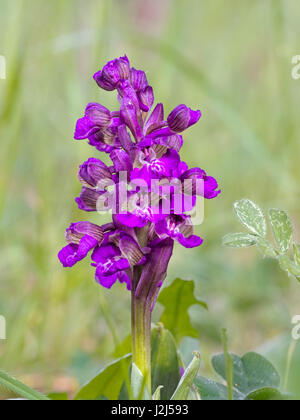 Aka Orchis morio. Banque D'Images