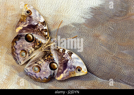 Papillon sur la conception en plumes d'oie égyptienne Banque D'Images