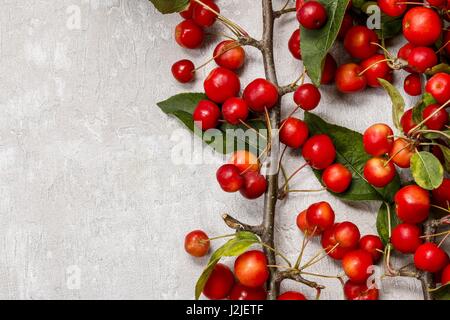 Paradise pommes (Malus pumila Mill), copy space Banque D'Images