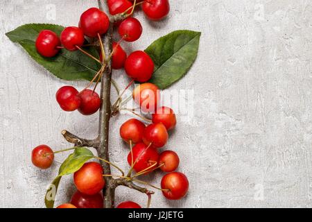 Paradise pommes (Malus pumila Mill), copy space Banque D'Images