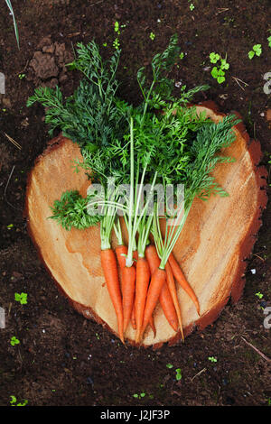De plus en plus de carottes dans le jardin Banque D'Images