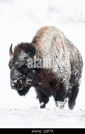 Bison d'Amérique / Amerikanischer ( Bison bison bison ) en hiver, couverte de neige et de glace, dans des conditions météorologiques hivernales, Yellowstone NP, USA. Banque D'Images