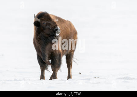 Bison d'Amérique / Amerikanischer ( Bison bison bison ) dans la neige, regardant dangereux, menaçant de la photographe, Montana, USA. Banque D'Images