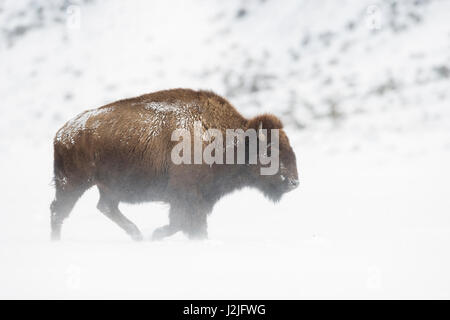 Bison d'Amérique / Amerikanischer ( Bison bison bison ) dans des conditions hivernales difficiles, en marchant le long de la poudrerie sur Yellowstone NP, des plaines Banque D'Images