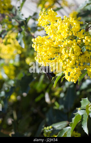 Bumblebee sur jaune Mahonia Fleurs Banque D'Images