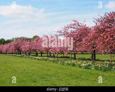 Fleur Rose sur la plante ornementale des cerisiers (Prunus) dans le Stray, Harrogate, North Yorkshire, avec un ciel bleu, le long d'une journée de printemps en avril. Banque D'Images