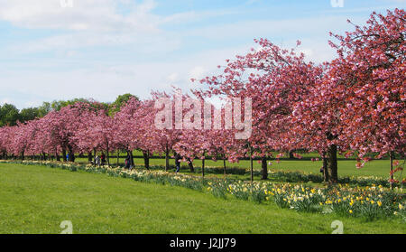 Fleur Rose sur la plante ornementale des cerisiers (Prunus) dans le Stray, Harrogate, North Yorkshire, avec un ciel bleu, le long d'une journée de printemps en avril. Banque D'Images