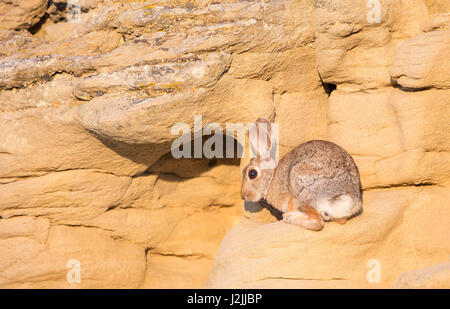 USA, Wyoming, comté de Sublette, lapin assis sur la roche de grès Banque D'Images