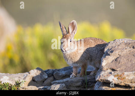 USA, Wyoming, comté de Sublette, Lapin Banque D'Images