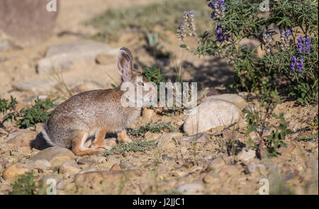 USA, Wyoming, comté de Sublette, lapin et fleurs lupin Banque D'Images