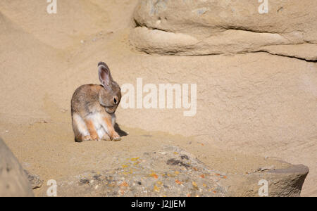 USA, Wyoming, comté de Sublette, lapin breening rock de grès dans l'épaule Banque D'Images