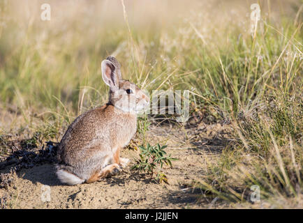 USA, Wyoming, comté de Sublette, Lapin Banque D'Images