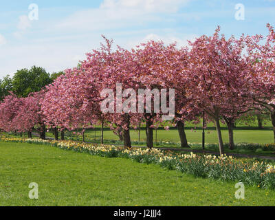 Fleur de cerisier Prunus sur les arbres avec les jonquilles sous au printemps sur le Stray à Harrogate, North Yorkshire, Angleterre, le ciel bleu ensoleillé jour en avril. Banque D'Images