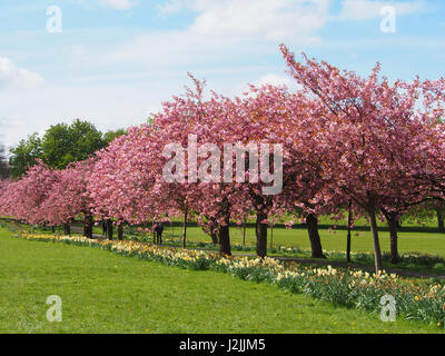 Fleur de cerisier Prunus sur les arbres avec les jonquilles sous au printemps sur le Stray à Harrogate, North Yorkshire, Angleterre, le ciel bleu ensoleillé jour en avril. Banque D'Images