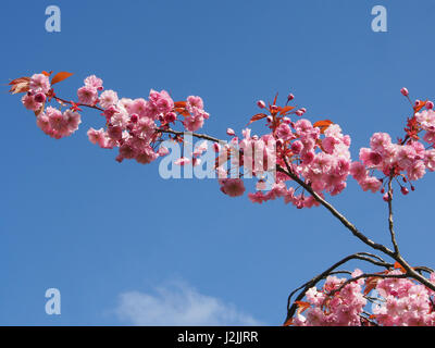 Près d'une succursale d'herry blossom sur l'arbres Prunus au printemps sur le Stray à Harrogate North Yorkshire Angleterre, le long d'une journée de printemps en avril. Banque D'Images