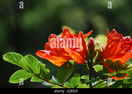 Floraison très spahodea orange arbre en fleurs. Banque D'Images