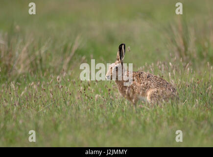 Lièvre brun Lepus capensis adulte seul assis dans la zone Ecosse, Royaume-Uni Banque D'Images