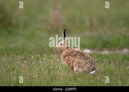 Lièvre brun Lepus capensis adulte seul assis dans la zone Ecosse, Royaume-Uni Banque D'Images