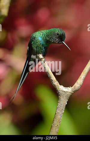 Un Green Thorntail Hummingbird dans la forêt tropicale du Costa Rica Banque D'Images