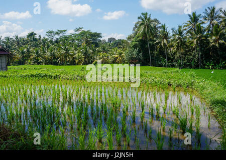 Riz nouvellement plantées dans un champ extérieur de Ubud Banque D'Images