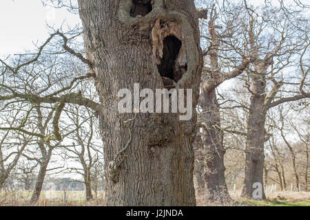 Chêne pédonculé (Quercus robur). Personnes âgées séniles, arbre avec tronc évidé, à rester debout, dans un parc anglais. Le Norfolk. Très apprécié par une grande variété Banque D'Images