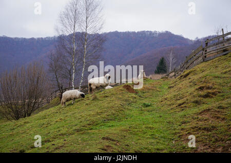 Un groupe de moutons paissant sur une colline Banque D'Images