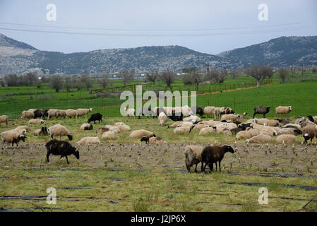 Le lait des brebis en Lasinthos Plateau, Lassithi, Crète, Grèce. Banque D'Images