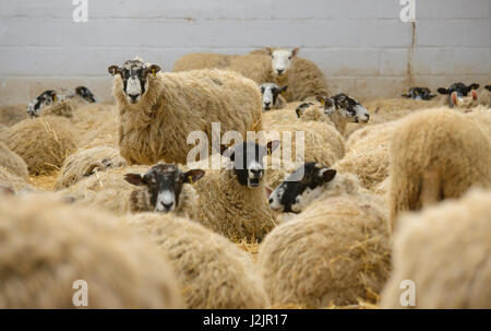 Moutons dans un hangar de l'agnelage, Derbyshire. Banque D'Images