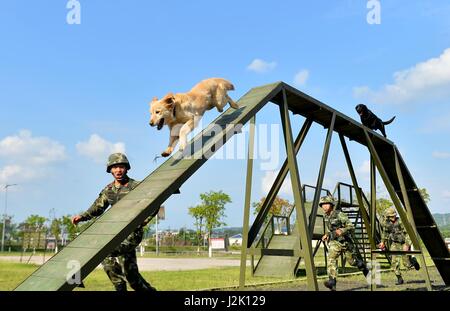 Chongqing, Chine. Apr 29, 2017. Les chiens policiers sont formés à une base d'instruction à Chongqing, au sud-ouest de la Chine, le 29 avril 2017. Credit : Cao Feng/Xinhua/Alamy Live News Banque D'Images