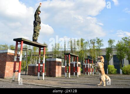 Chongqing, Chine. Apr 29, 2017. Un chien de police est une formation de base d'entraînement à Chongqing, au sud-ouest de la Chine, le 29 avril 2017. Credit : Cao Feng/Xinhua/Alamy Live News Banque D'Images