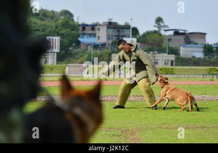 Chongqing, Chine. Apr 29, 2017. Les chiens policiers sont formés à une base d'instruction à Chongqing, au sud-ouest de la Chine, le 29 avril 2017. Credit : Cao Feng/Xinhua/Alamy Live News Banque D'Images