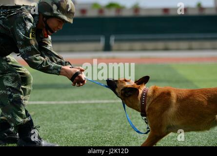 Chongqing, Chine. Apr 29, 2017. Un chien de police est une formation de base d'entraînement à Chongqing, au sud-ouest de la Chine, le 29 avril 2017. Credit : Cao Feng/Xinhua/Alamy Live News Banque D'Images