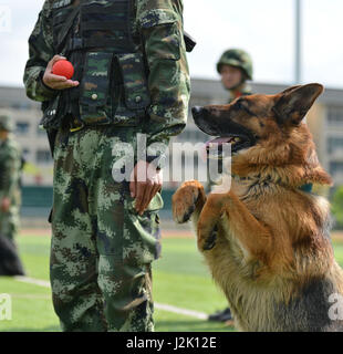 Chongqing, Chine. Apr 29, 2017. Un chien de police est une formation de base d'entraînement à Chongqing, au sud-ouest de la Chine, le 29 avril 2017. Credit : Cao Feng/Xinhua/Alamy Live News Banque D'Images