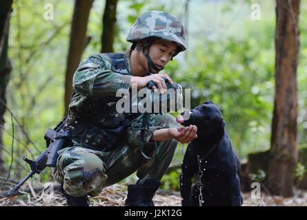 Chongqing, Chine. Apr 29, 2017. Un chien policier est alimenté au cours de l'eau pause à base d'entraînement à Chongqing, au sud-ouest de la Chine, le 29 avril 2017. Credit : Cao Feng/Xinhua/Alamy Live News Banque D'Images