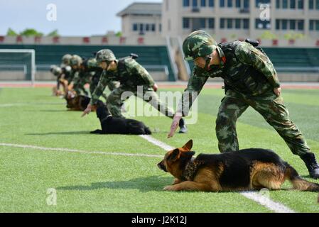 Chongqing, Chine. Apr 29, 2017. Les chiens policiers sont formés à une base d'instruction à Chongqing, au sud-ouest de la Chine, le 29 avril 2017. Credit : Cao Feng/Xinhua/Alamy Live News Banque D'Images