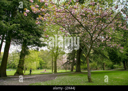 Thomastown Park, Merthyr Tydfil, South Wales. 29 avril 2017. Météo Royaume-uni : Fleurs en fleur le samedi. Crédit : Andrew Bartlett/Alamy Live News Banque D'Images