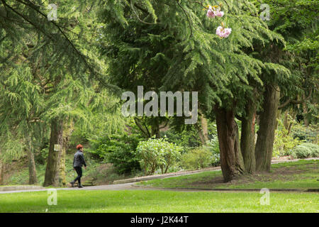 Thomastown Park, Merthyr Tydfil, South Wales. 29 avril 2017. Météo Royaume-uni : Fleurs en fleur le samedi. Une femme fait une promenade à proximité. Crédit : Andrew Bartlett/Alamy Live News Banque D'Images