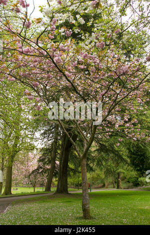 Thomastown Park, Merthyr Tydfil, South Wales. 29 avril 2017. Météo Royaume-uni : Fleurs en fleur le samedi. Crédit : Andrew Bartlett/Alamy Live News Banque D'Images