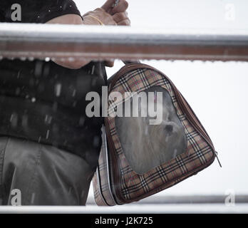 Femme portant un petit chien dans le sac en cas de pluie Banque D'Images