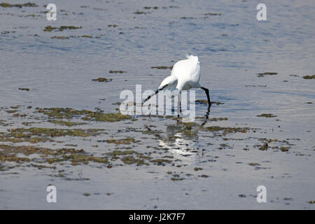 Cuckmere Haven, East Sussex, UK. 29 avril 2017. Une aigrette garzette cherche de la nourriture sur une belle journée ensoleillée à Cuckmere Haven dans l'East Sussex, Crédit : Julia Gavin UK/Alamy Live News Banque D'Images