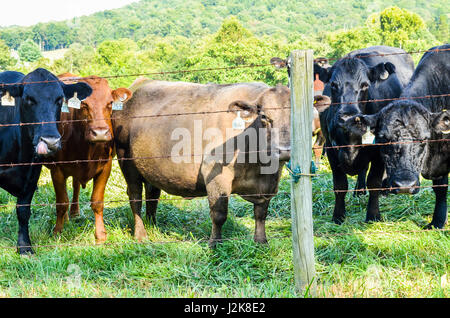 De nombreuses vaches Jersey fixant à travers fil clôture avec plusieurs tags dans les oreilles Banque D'Images