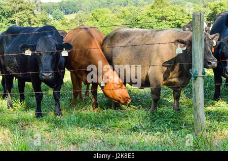 De nombreuses vaches Jersey fixant à travers fil clôture avec plusieurs tags dans les oreilles Banque D'Images