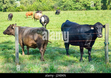 Deux vaches Jersey fixant à travers fil clôture avec plusieurs tags dans les oreilles Banque D'Images