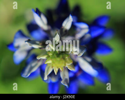 Tip Top d'une vue aérienne Bluebonnet Banque D'Images