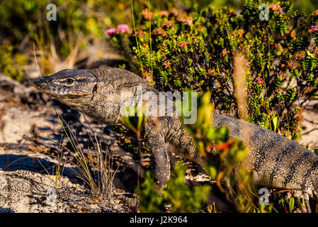 Le sud de l'Heath Monitor à Tête chauve voie on Flinders Péninsule. Torndirrup National Park, en Australie occidentale. Banque D'Images