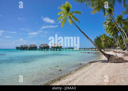 Tropical resort bungalows sur pilotis dans le lagon et plage avec cocotiers, l'atoll de Tikehau, Tuamotu, Polynésie Française, Pacifique sud Banque D'Images