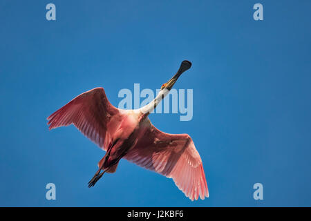 Roseate Spoonbill en vol à Jefferson Island Banque D'Images