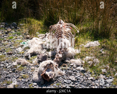 La carcasse d'un mouton mort qui a été cueilli propre par les rabouteurs se trouve à côté d'un sentier rural dans le district du lac, Cumbria, Angleterre Banque D'Images